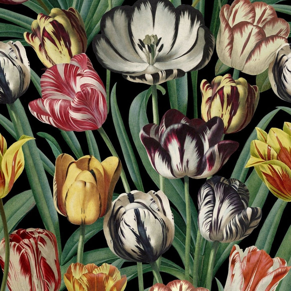 Tulipa Wallpaper | The Design Yard