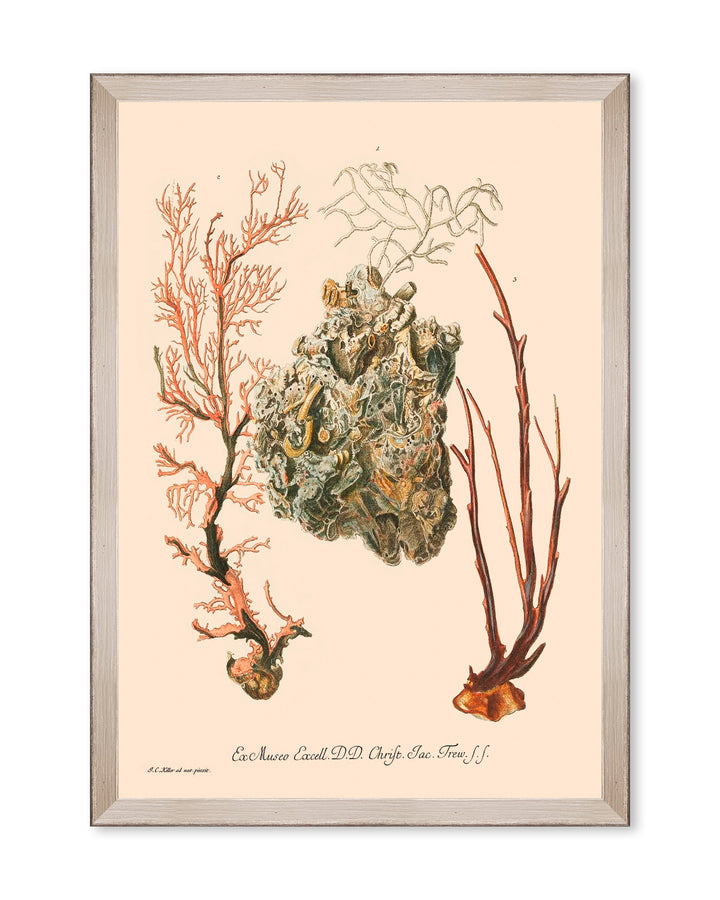 mind-the-gap-deliciae-naturae-hand-illustrated-framed-art