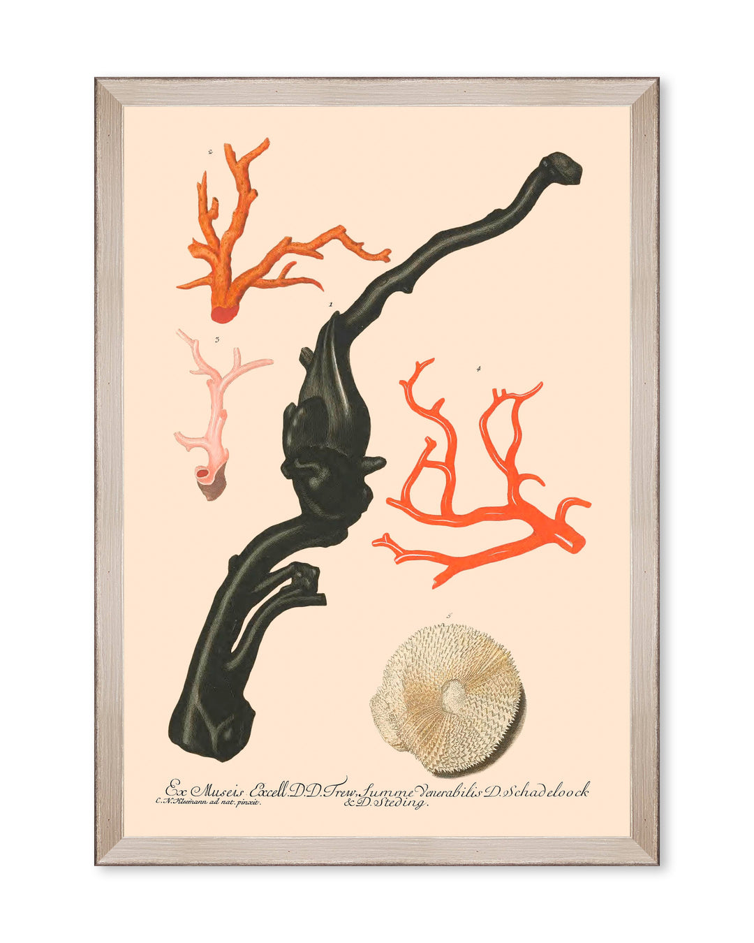 mind-the-gap-deliciae-naturae-hand-illustrated-framed-art