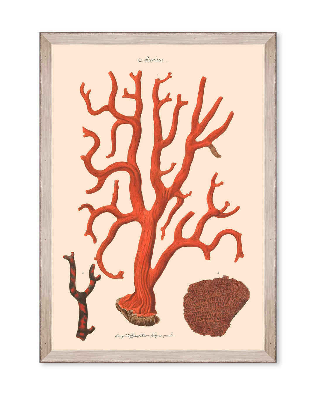 mind-the-gap-deliciae-naturae-hand-illustrated-framed-art