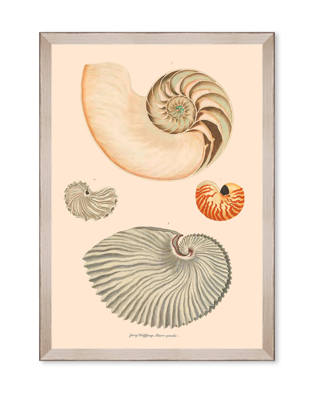 mind-the-gap-deliciae-naturae-hand-illustrated-framed-art