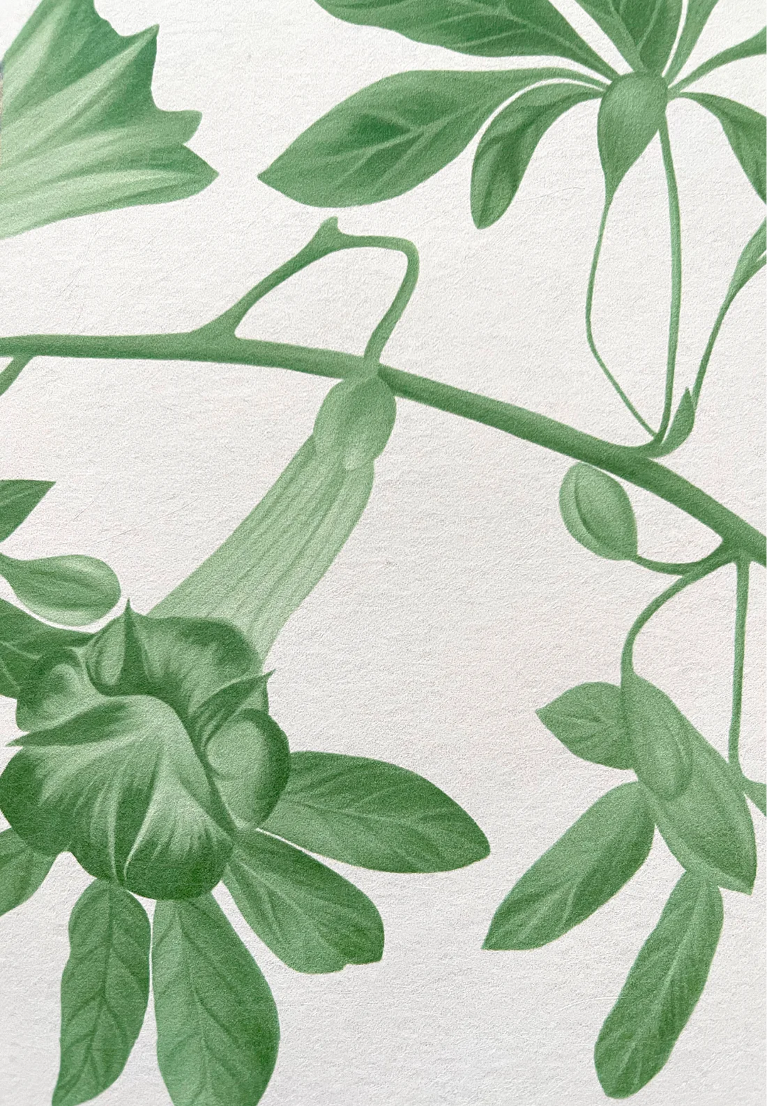 Deus-ex-gardenia-wallpaper-Midsummer-wallpaper-triling-vines-and-flowers-french-toile-british-garden-leafy-trellis-hand-illustrated-patternVine-green-on-white-background