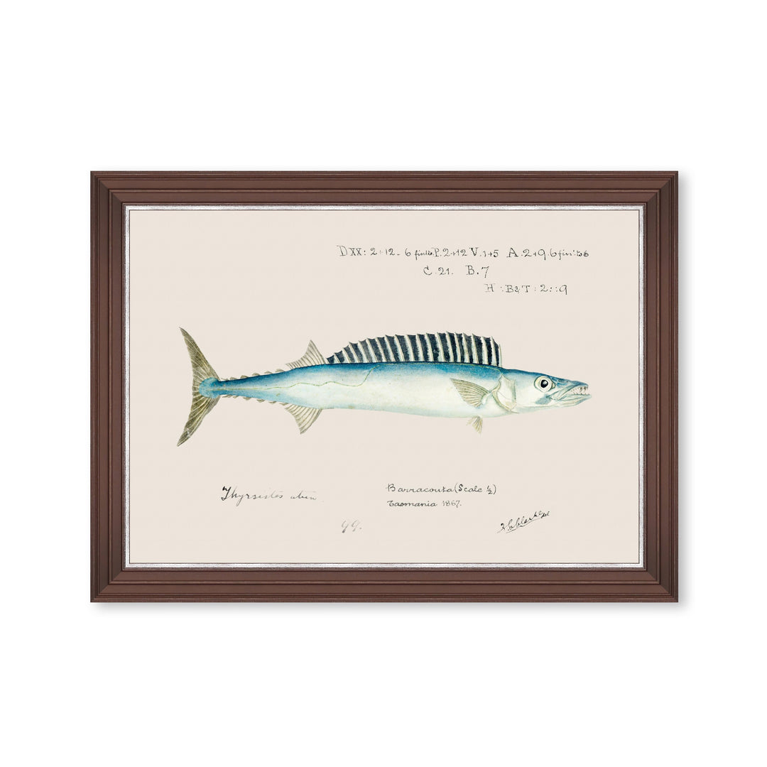 mind-the-gap-barracuda-fish-print