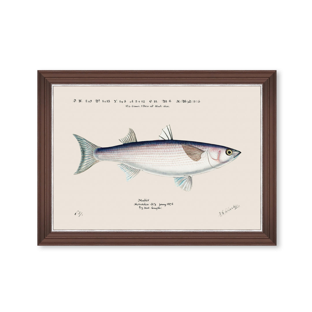 mind-the-gap-grey-mullet-fish-print