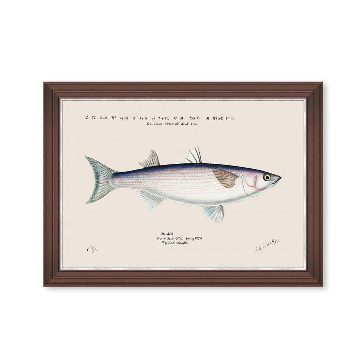 mind-the-gap-grey-mullet-fish-print