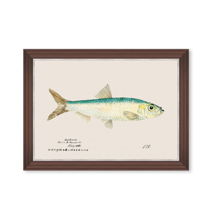 mind-the-gap-sardine-fish-print