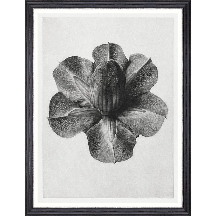 Framed Art CUP AND SAUCER VINE BY KARL BLOSSFELDT - Mind The Gap Wall Art Print - MTG Art