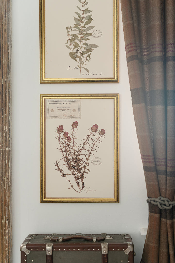 mindthegap-herbarium-alpinium-framed-art-watercolour-painted-illustration-cursive-writing-gold-antique-frames