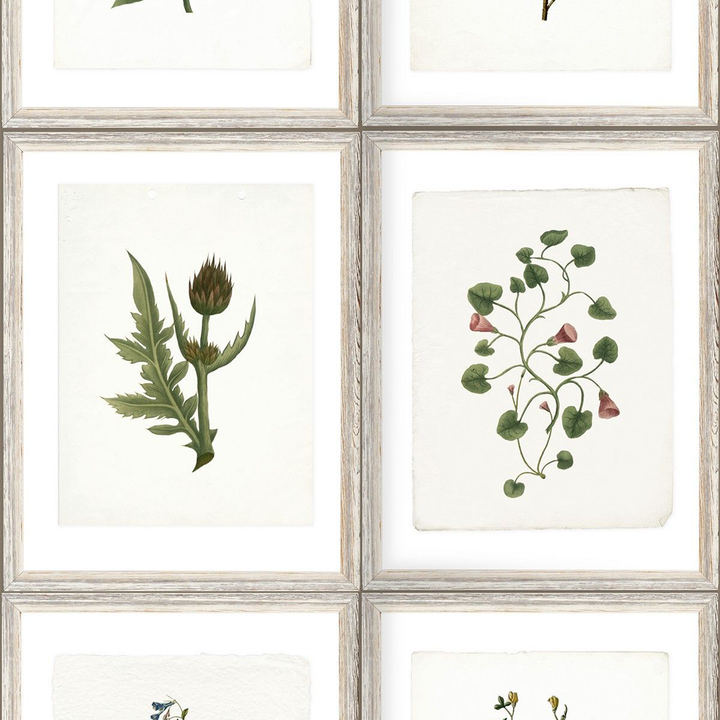 mind-the-gap-botany-wallpaper-antiquarian-collection-plants-herbs-flowers-vines-framed-natural-garden-horticulture