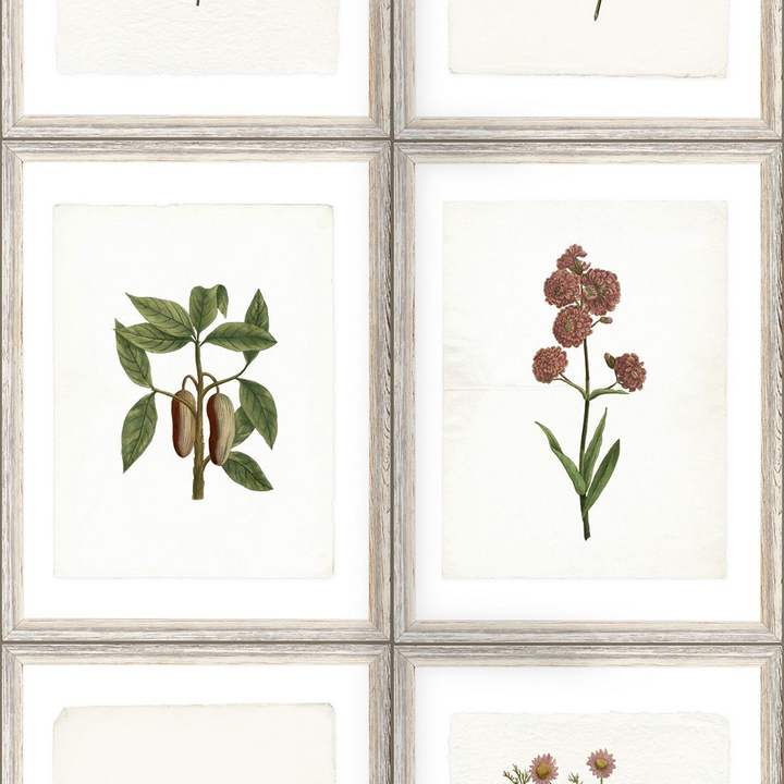 mind-the-gap-botany-wallpaper-antiquarian-collection-plants-herbs-flowers-vines-framed-natural-garden-horticulture