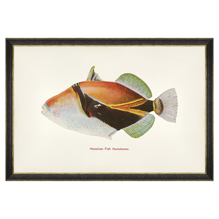 mind the gap humuhuma fish wall art black frame